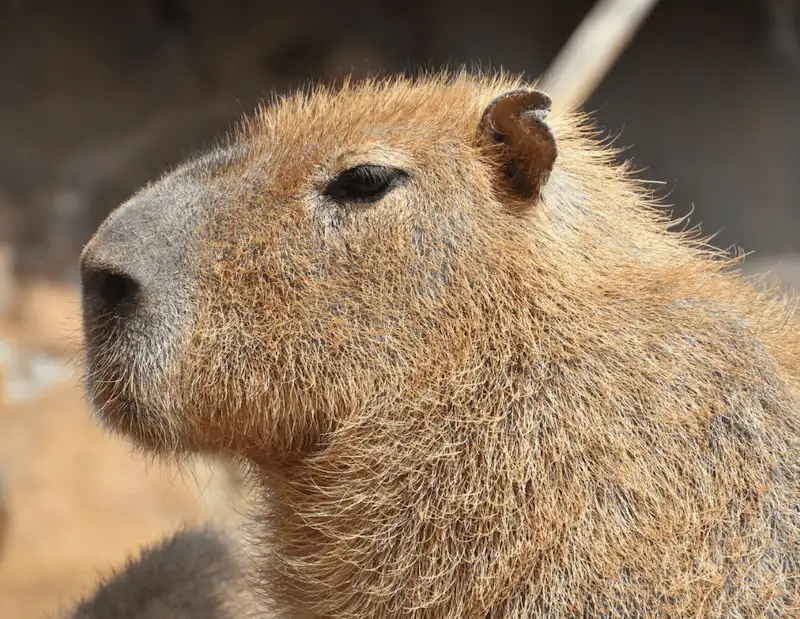 カピバラ | 伊豆シャボテン動物公園