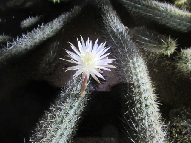 イルカ、今年も咲きましたよ～♪ | アニマルブログ動物 ＆ サボテン