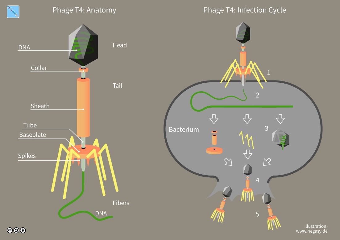 分子生物学の衝撃：Impact of molecular biology – 進化，歴史