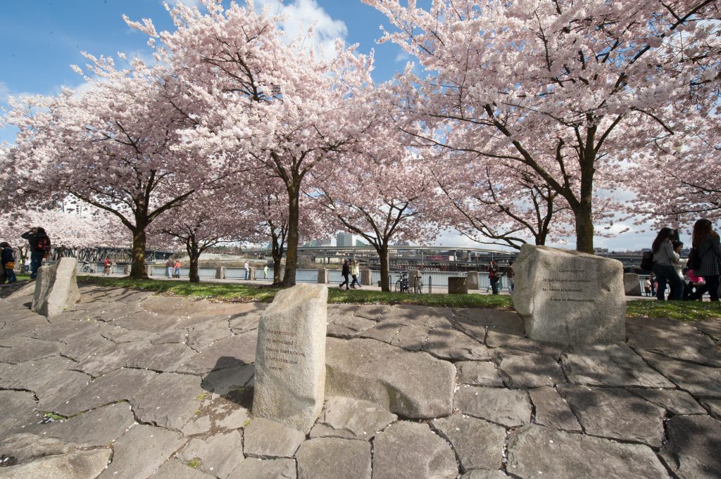 Cherry Blossom Season is Here! – Japanese American Museum of Oregon