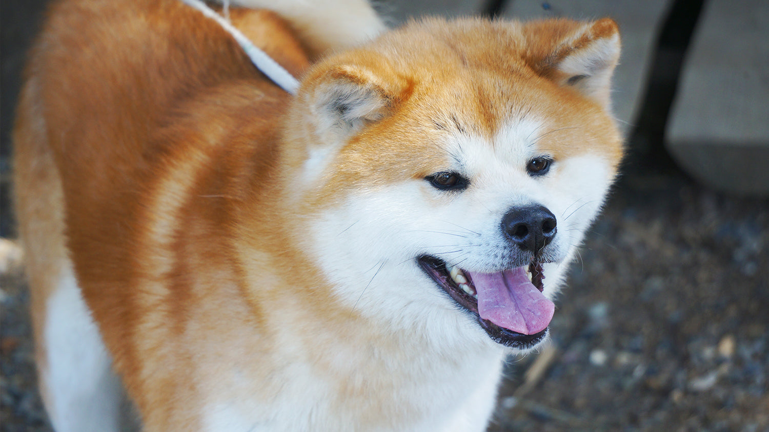 日本犬保存会NIHONKEN HOZONKAI