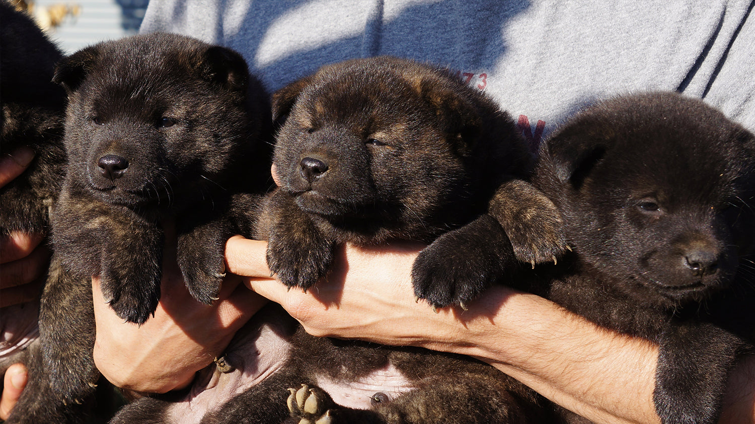 日本犬保存会NIHONKEN HOZONKAI