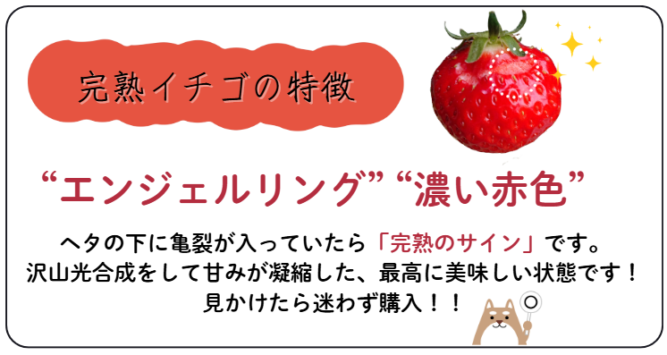 失敗しない！おいしいいちごを見抜くポイント5選〜プロ直伝の裏ワザ