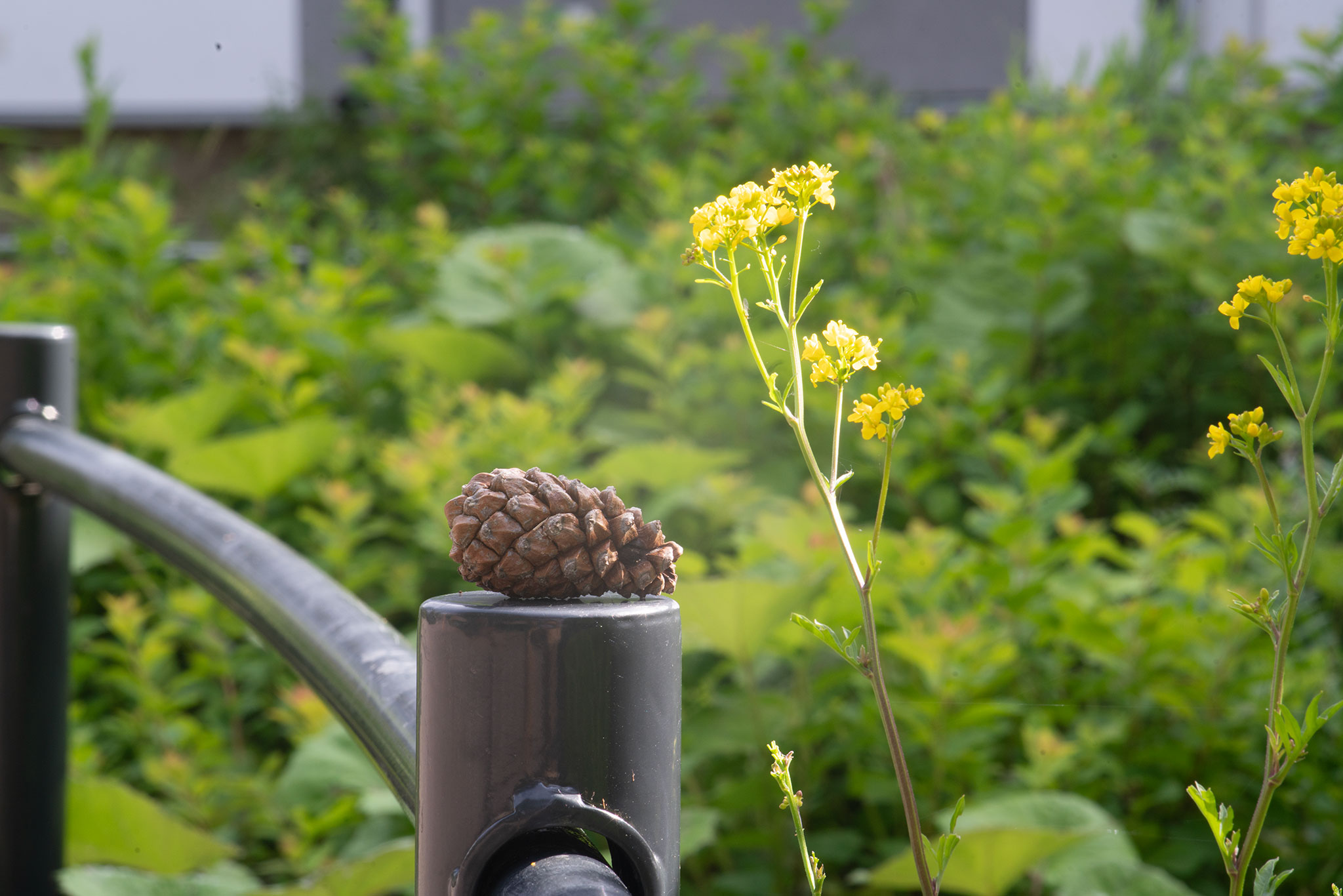 Walk-around: Pentacon auto 100 mm f/2.8 – JAPB