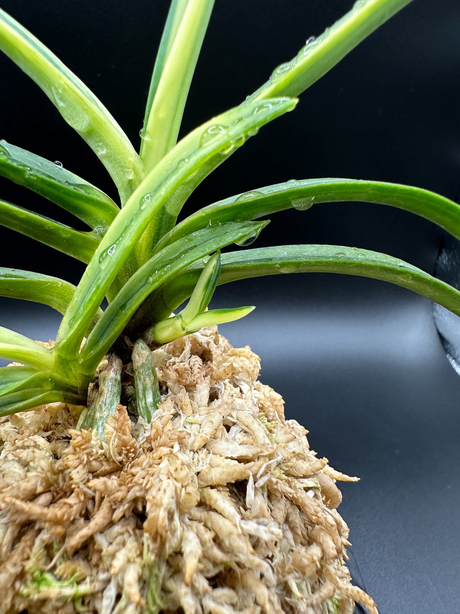 富貴蘭 変化を楽しむ | 白牡丹に白い柄の子が出てきた – Jewelry Plant