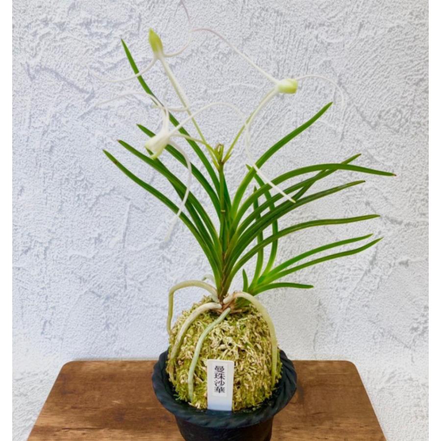 富貴蘭 種類 『曼珠沙華 』 奄美の大型細葉種で、白花大輪の三蝶咲きが