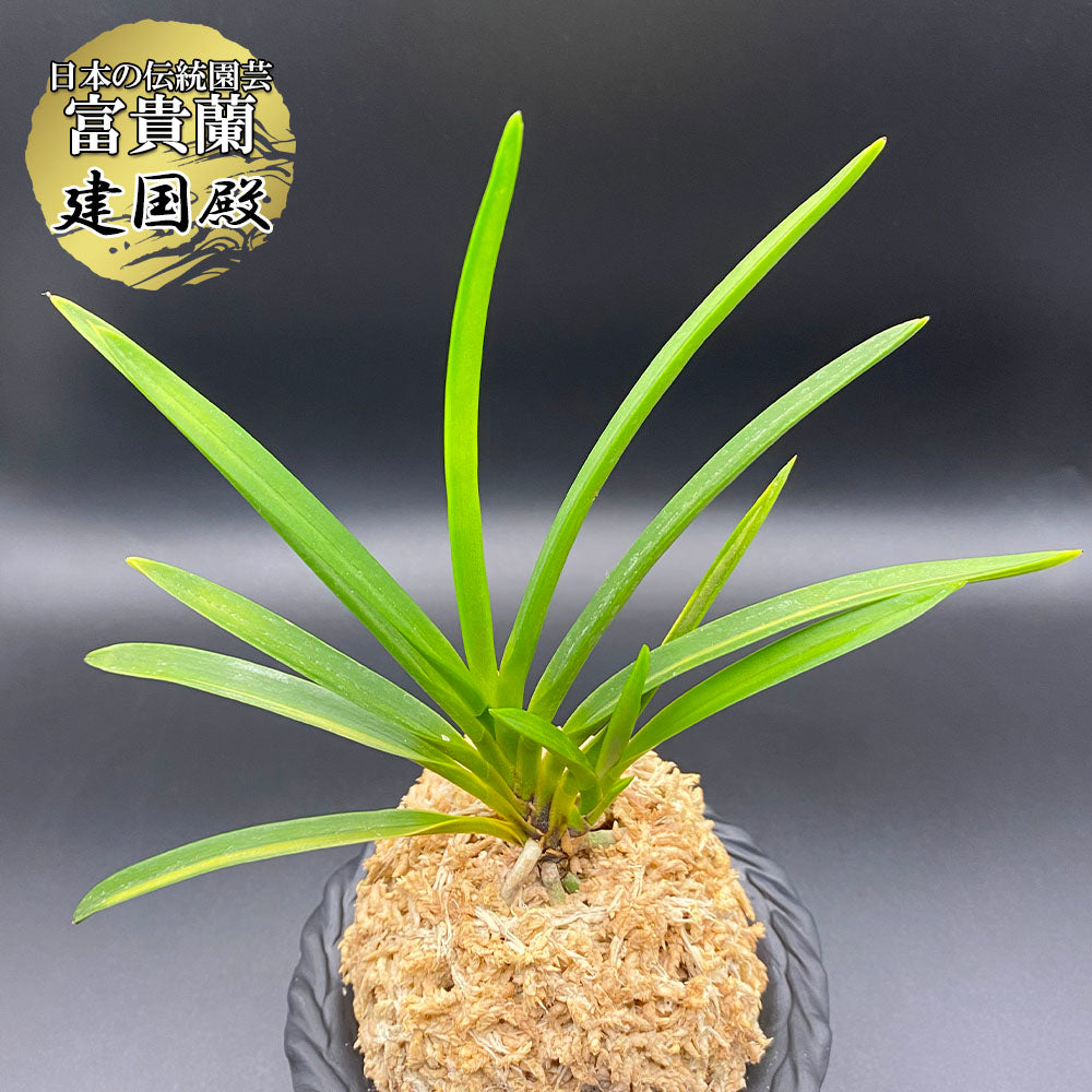 富貴蘭 種類『建国殿 』（けんこくでん）【現品】完全な紺覆輪の中透け