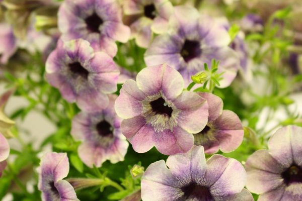 いい花の新基準 : ジャパンフラワーセレクション（JFS）