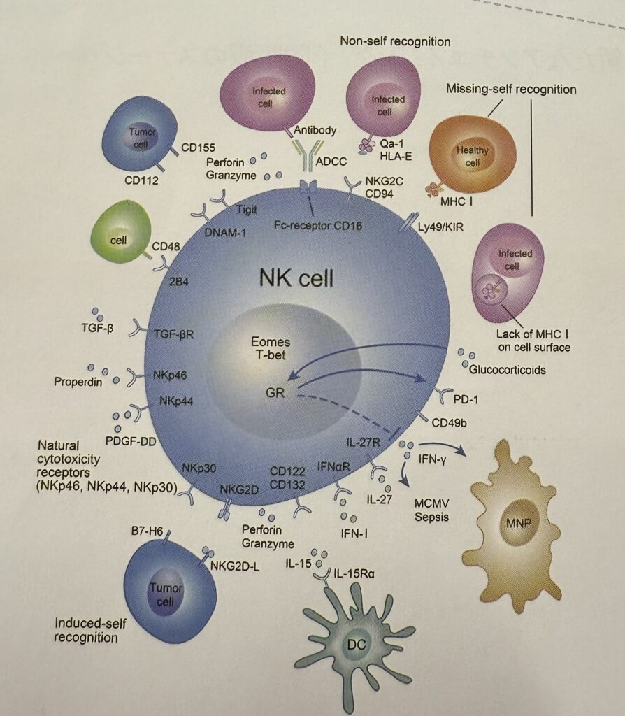 NK-EXO 免疫細胞（NKcell)由来サイトカイン＆エクソソーム｜診療
