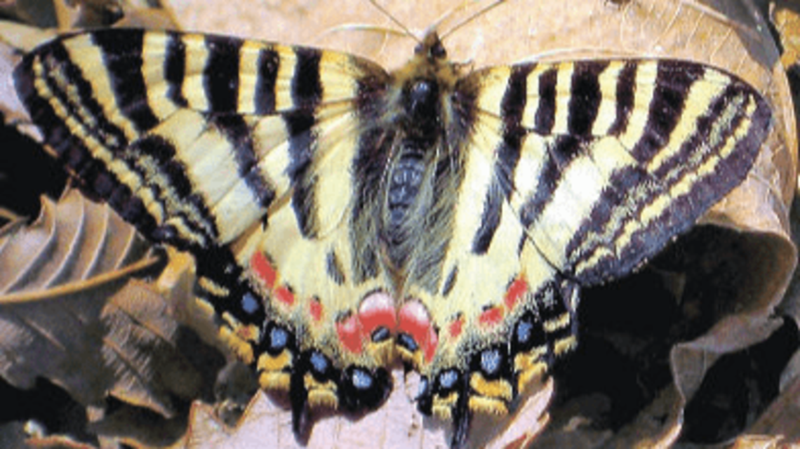 群馬県の天然記念物、ヒメギフチョウが絶滅の危機 例年1500個の卵が93