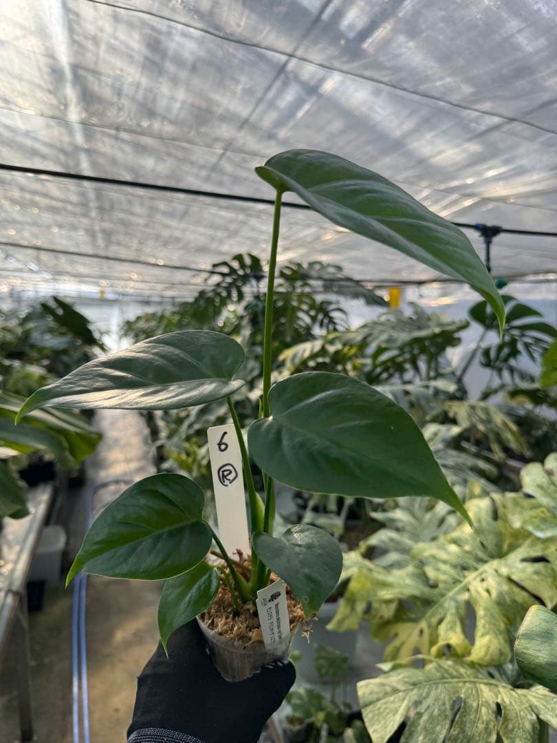 モンステラ – JolieNursery