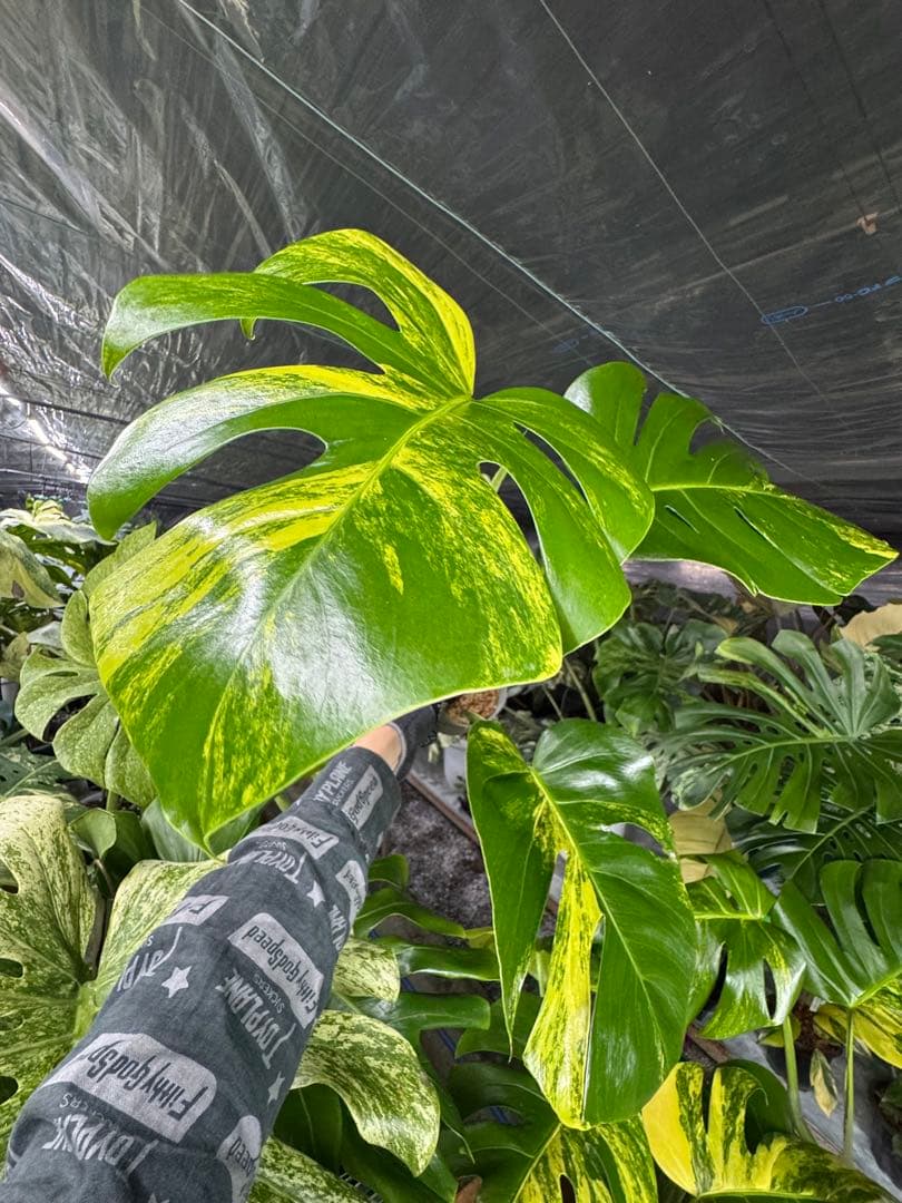 モンステラ – JolieNursery