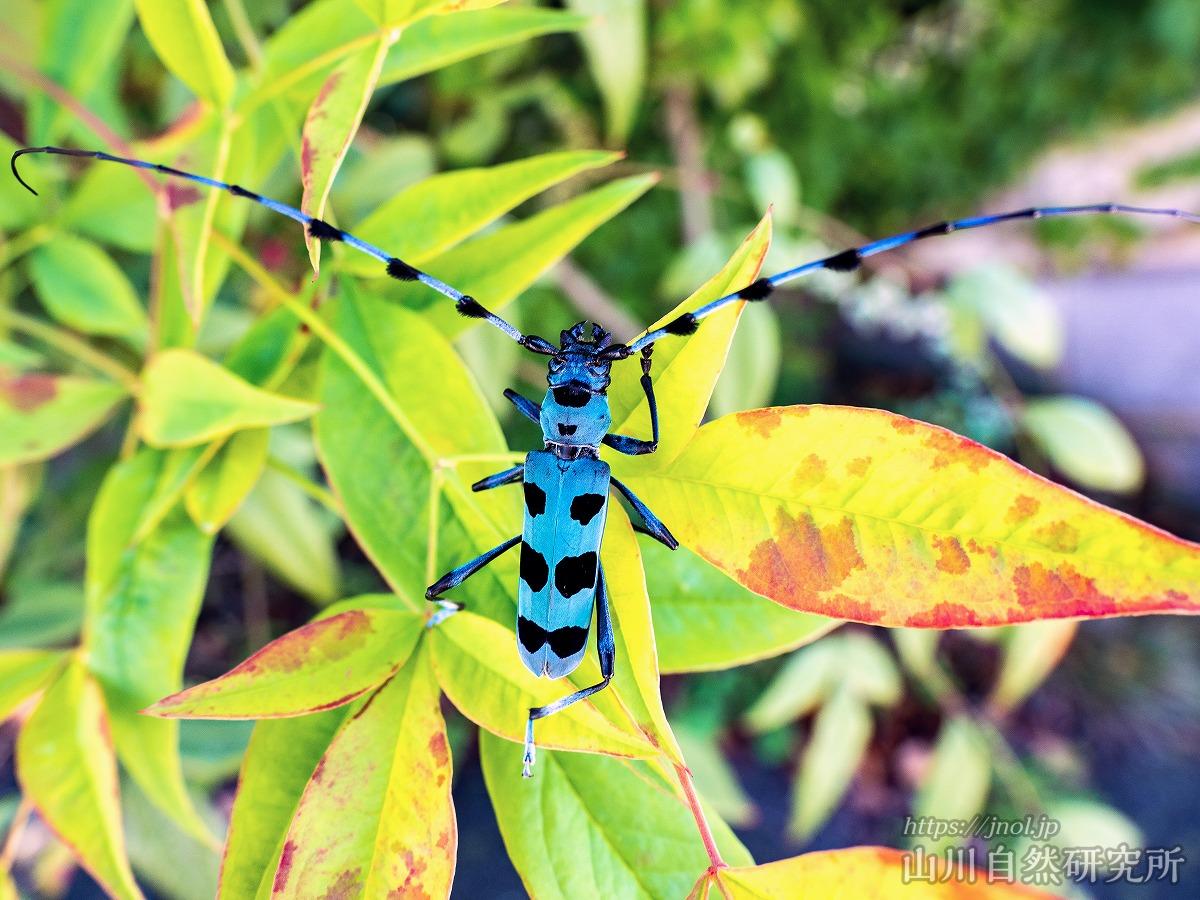 ルリボシカミキリ。青く美しい日本固有種。生息地やエサなどのレポート