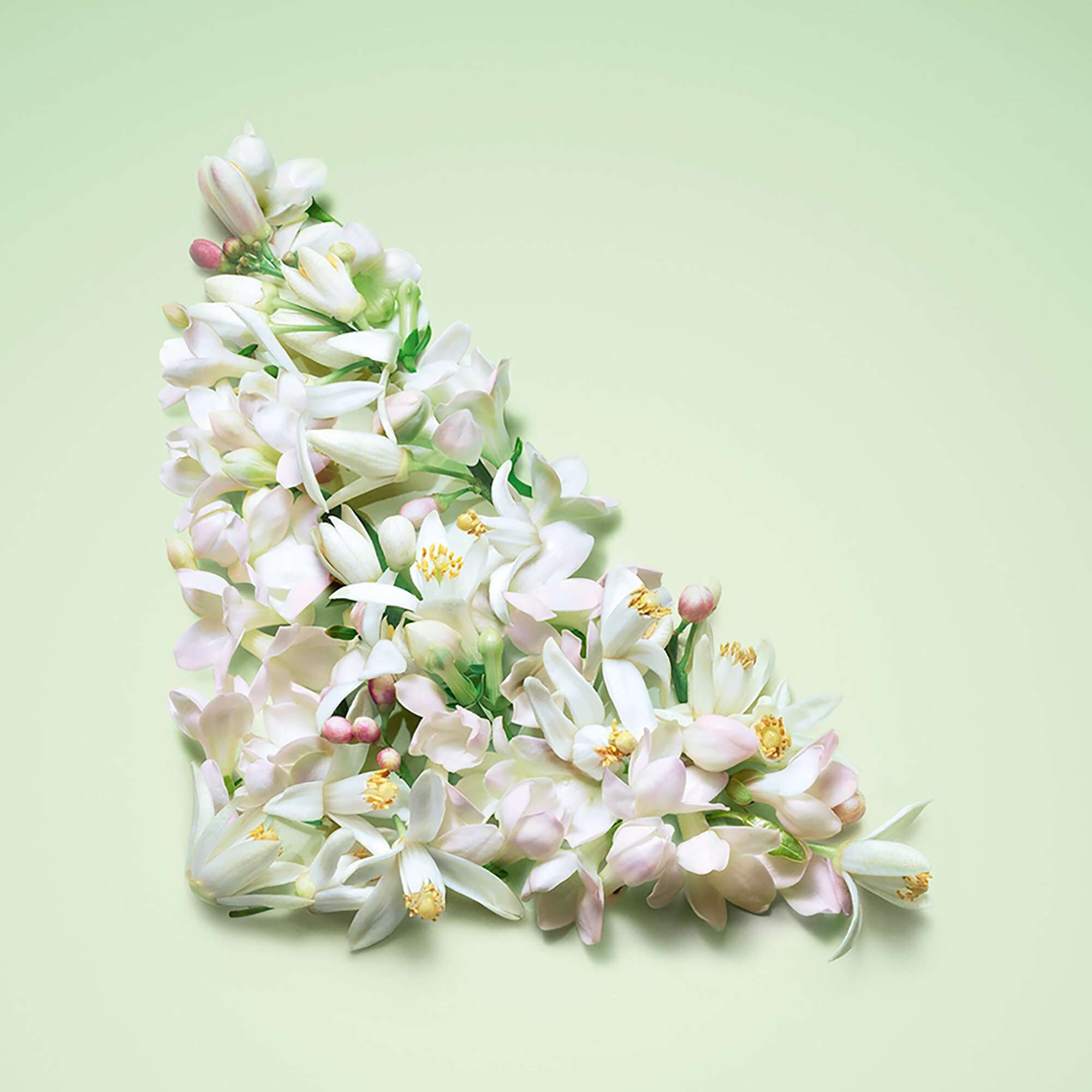 プラダ パラドックス ヴァーチャル フラワー｜プラダ ビューティ公式