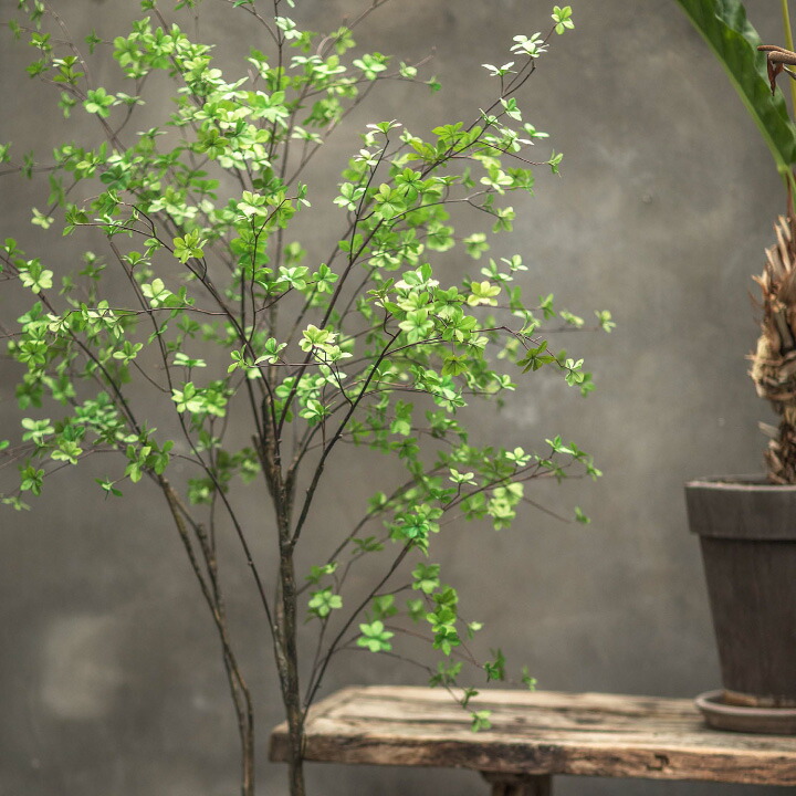 送料込み。山採りドウダンツツジ。 楽天市場】山採り【ドウダンツツジ