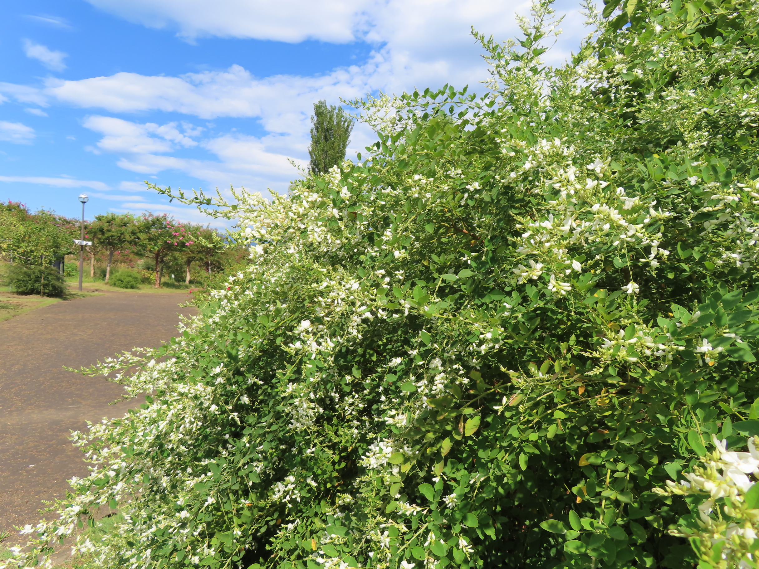 ハギ（白萩）の開花とワタ（綿）の実 - 神奈川県立花と緑のふれあい
