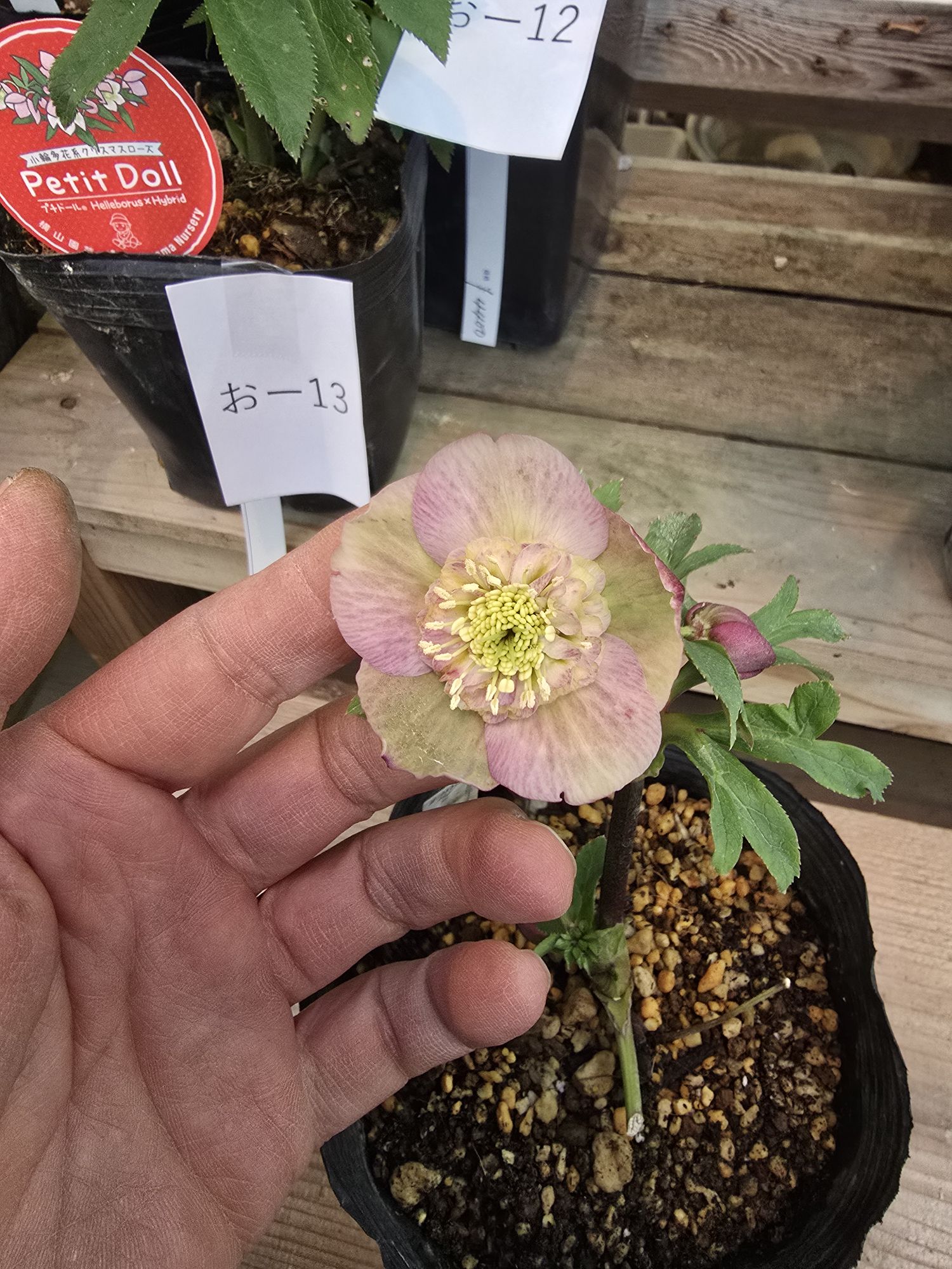 2026年1月4日クリスマスローズ花通販お-11〜お20 | Kanekyu金久は