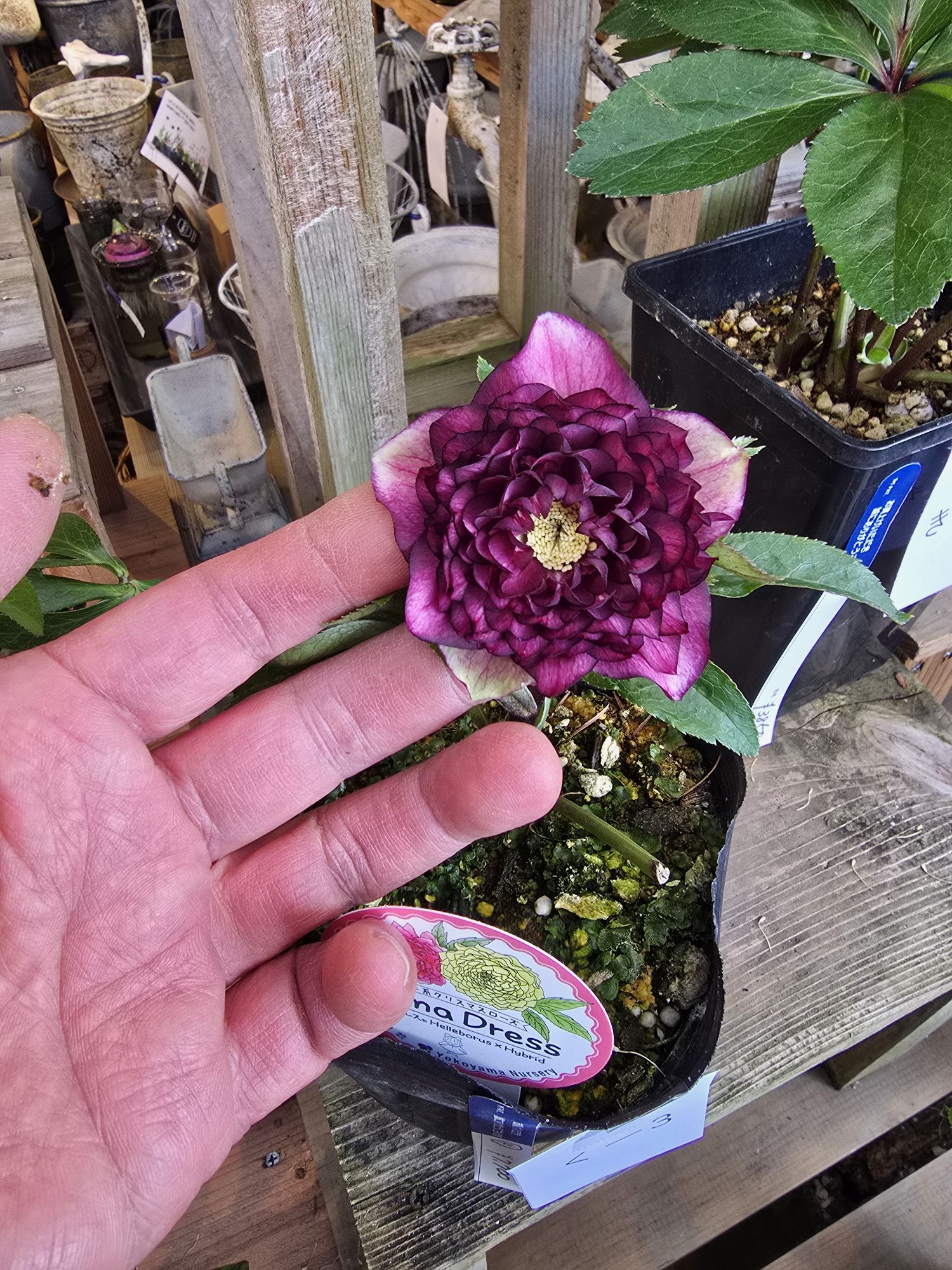 2026年1月12日クリスマスローズ花通販く-1〜く-10 | Kanekyu金久は