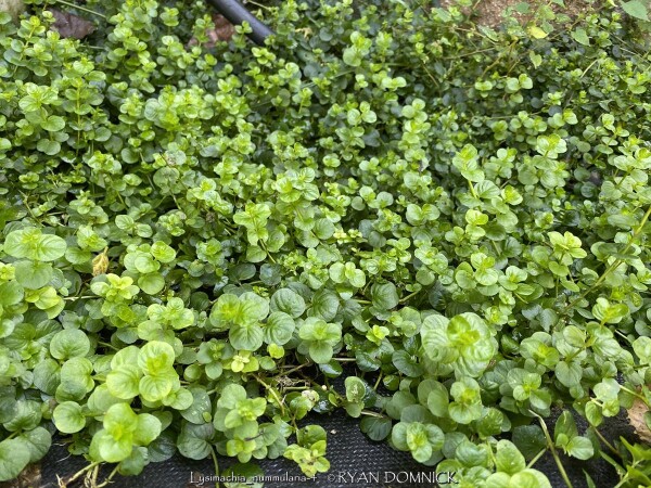 Kansas Plant Farm - Buy from over 500 varieties of plants in