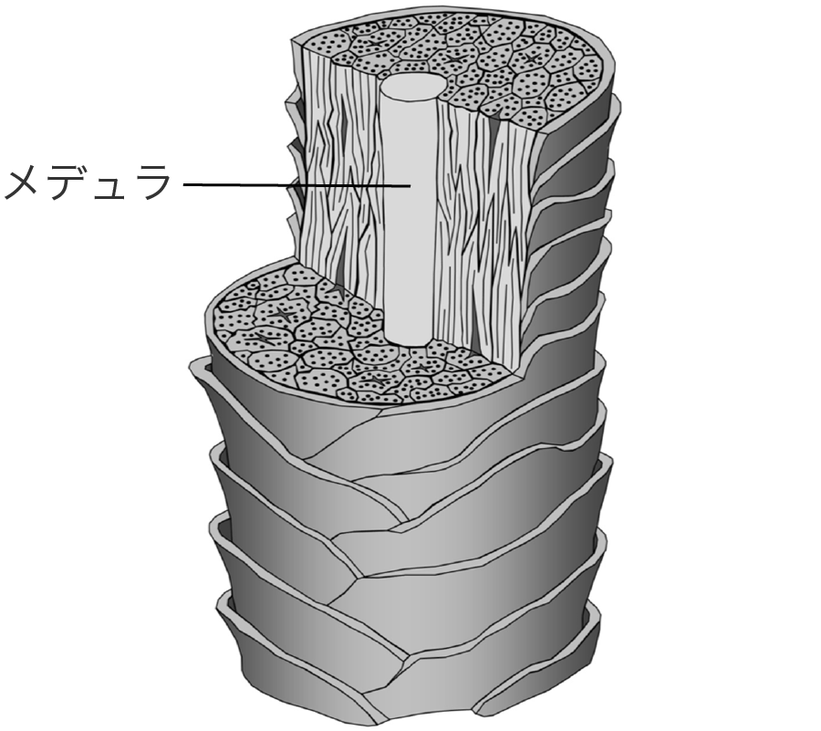髪の構造｜髪の知識｜花王株式会社 ヘアケアサイト