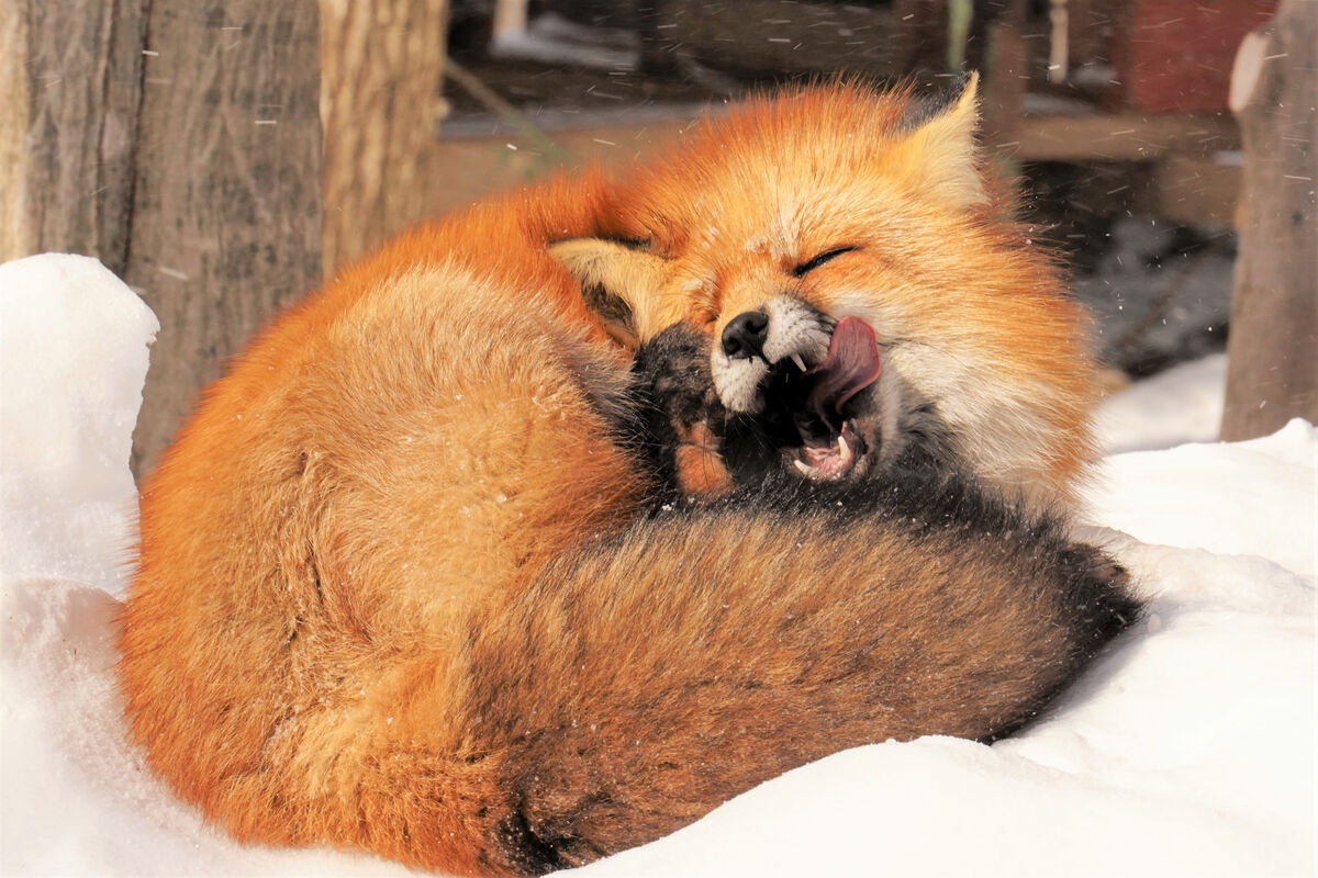 冬毛もふもふ、お出迎え 白石・宮城蔵王キツネ村 | 河北新報オンライン