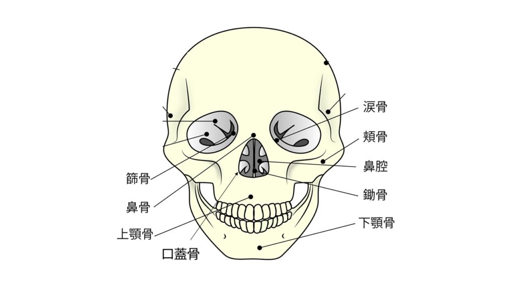 顔の成長発育について｜DOCTORʼS BLOG｜新浦安カタヤマ矯正歯科