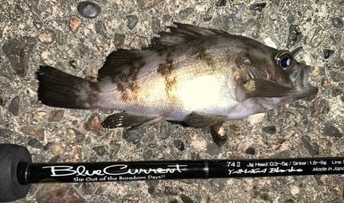 ブルーカレントⅢ74】アジング初心者こそ選ぶべき入門万能ロッド