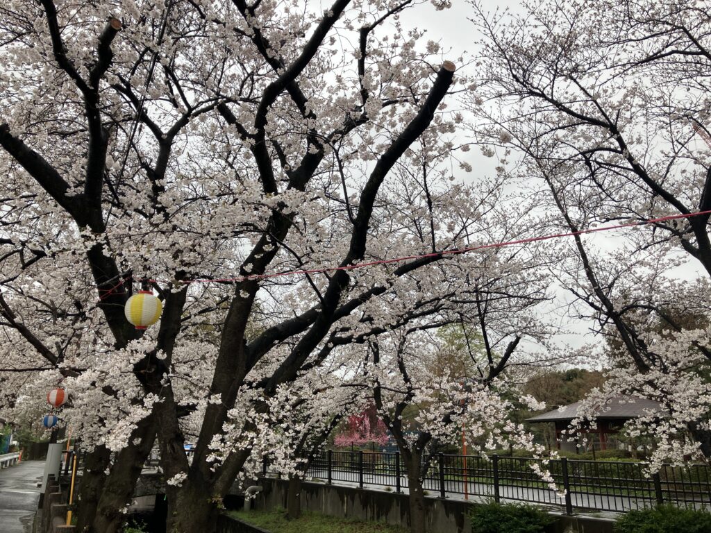 二ヶ領用水のソメイヨシノ開花状況 ｜ 川崎市緑化センター