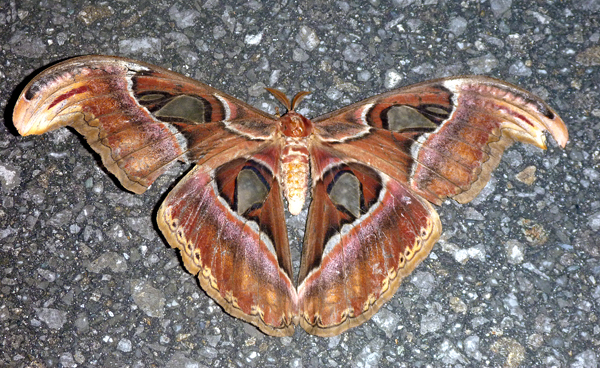 ヨナグニサン | 【公式】西表島カヌーツアー風車 - 【公式】西表島