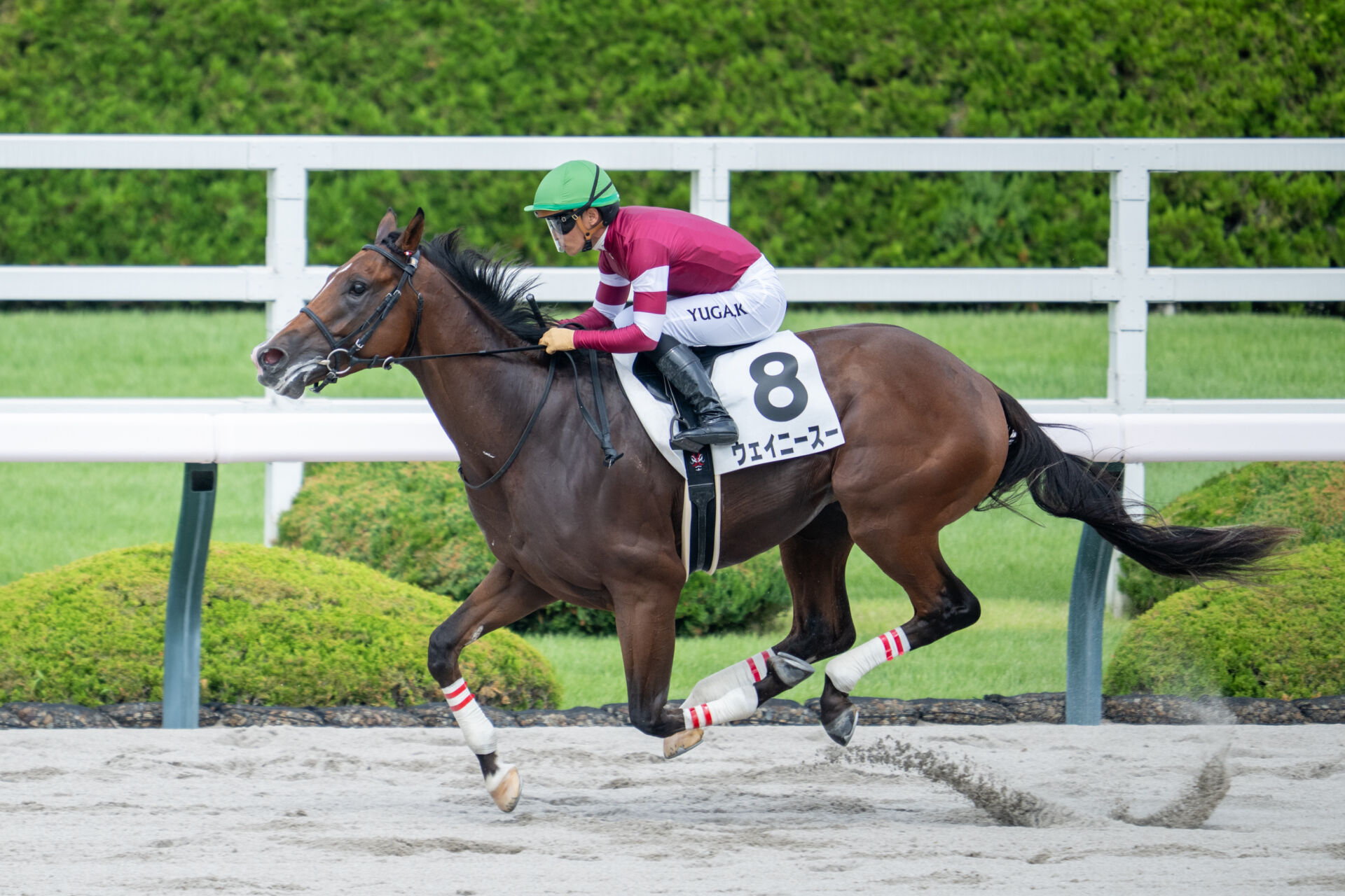 新馬/阪神6R】単勝1.7倍ウェイニースーが7馬身差デビューV…ウマ娘