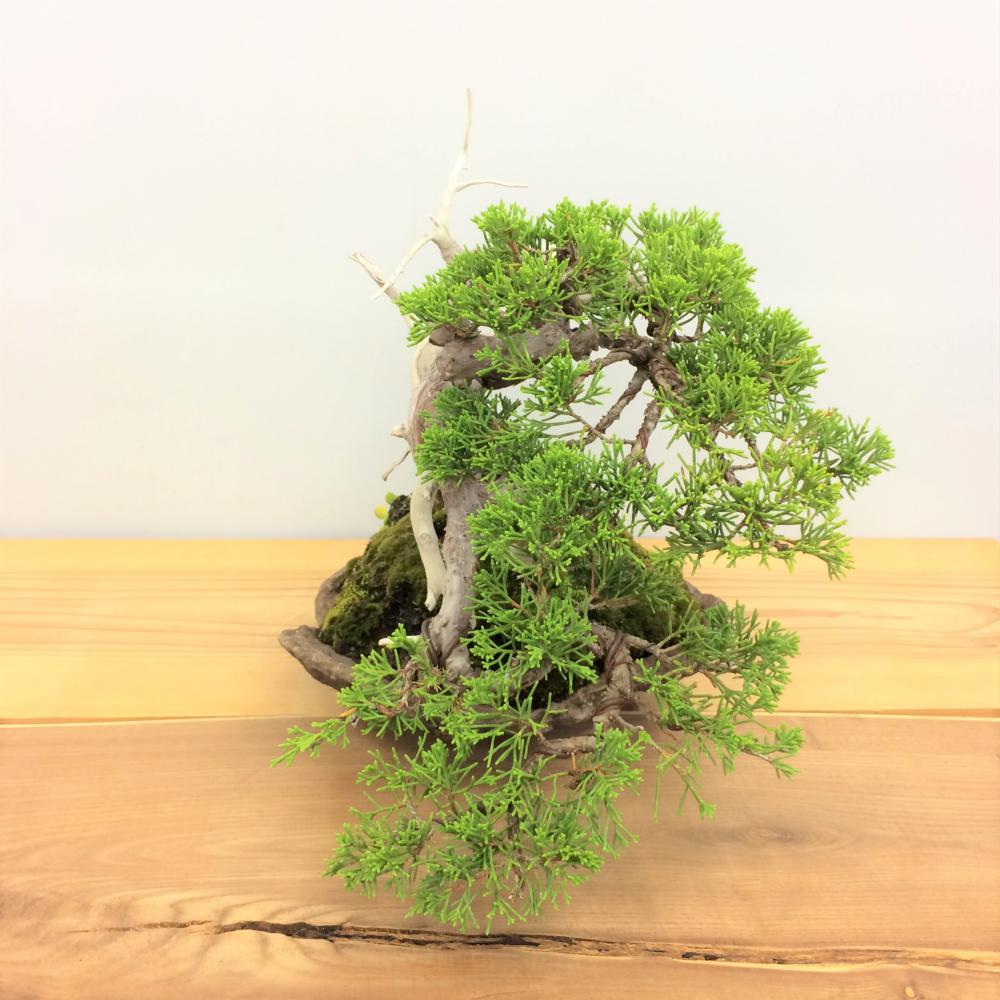 盆栽 真柏/盆栽、多肉植物、塊根植物、観葉植物通販/KIDORI -キドリ-