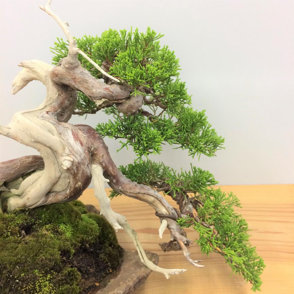 盆栽 真柏/盆栽、多肉植物、塊根植物、観葉植物通販/KIDORI -キドリ-