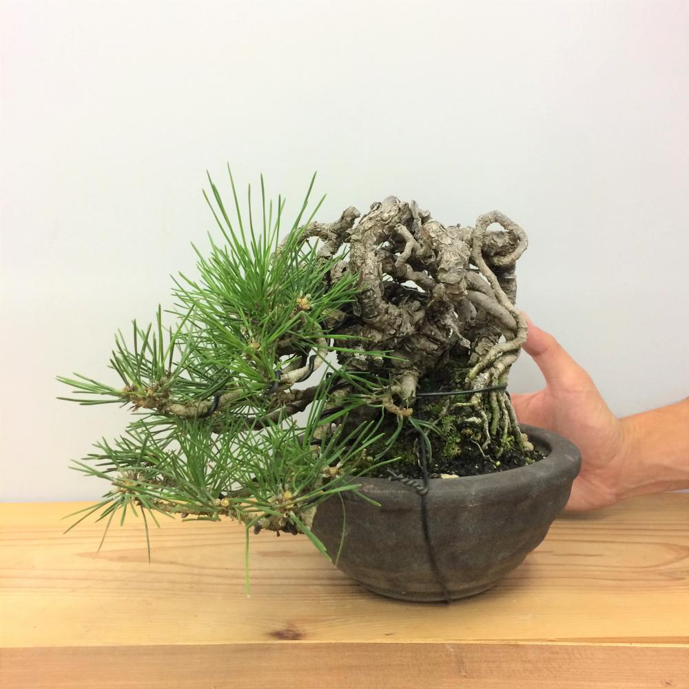 盆栽 黒松/盆栽、多肉植物、塊根植物、観葉植物通販/KIDORI -キドリ-