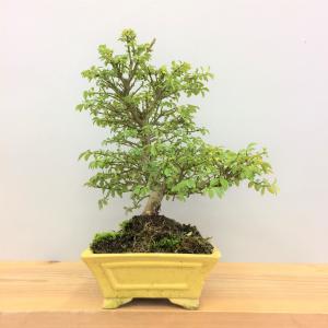 盆栽 小マユミ -コマユミ- no.1/盆栽、多肉植物、塊根植物、観葉植物