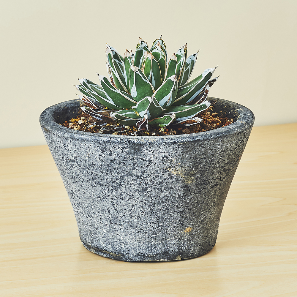 アガベ 笹の雪/盆栽、多肉植物、塊根植物、観葉植物通販/KIDORI -キドリ-