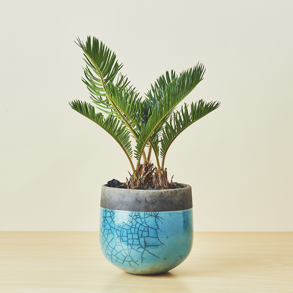 ソテツ / 盆栽、多肉植物、塊根植物、観葉植物通販/KIDORI -キドリ-