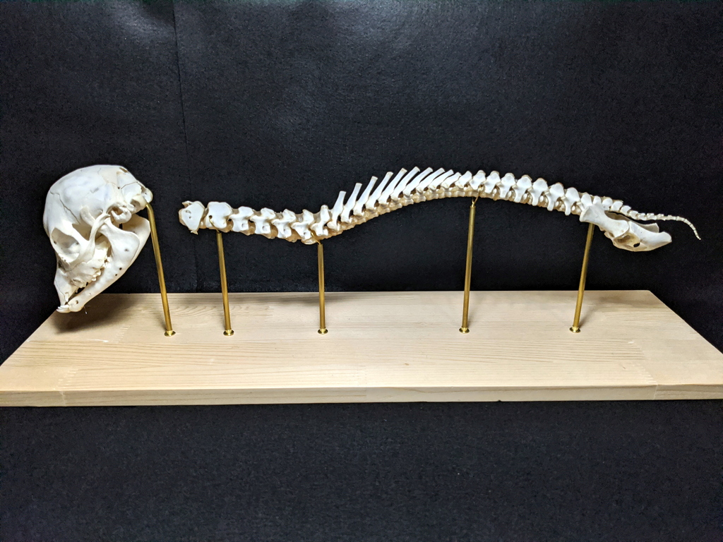 鹿の胎児の骨格標本 その3 | 気まぐれハンター日記