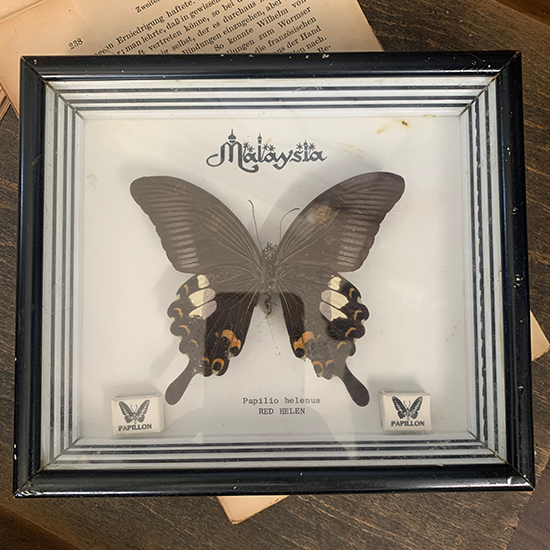 アゲハ蝶の標本 – きらら舎