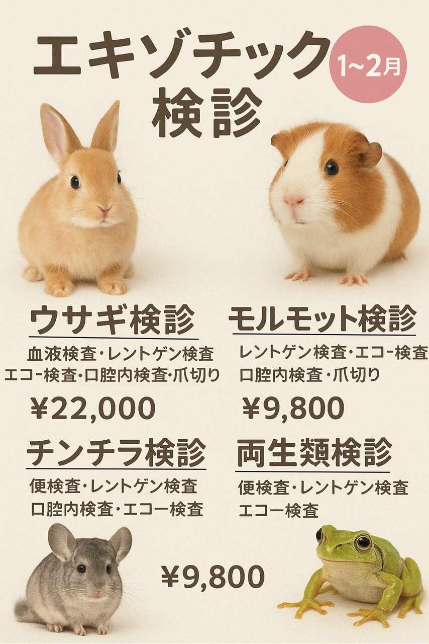 1₋2月エキゾチックアニマル検診（ウサギ・モルモット・チンチラ