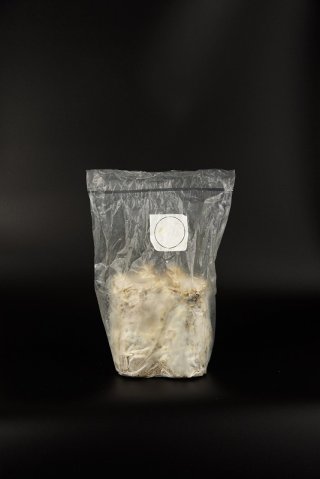 産卵用 - 北斗恵栽園オンラインストア (Page 1)