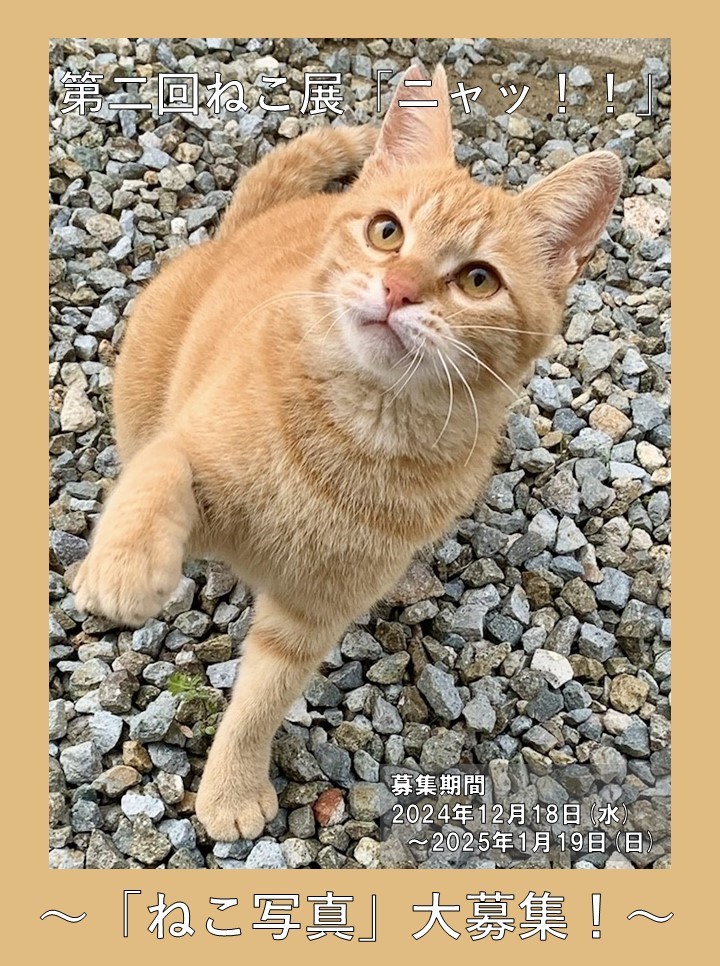 ねこ写真」大募集！1月19日（日）まで🐈 ｜ 神戸北野異人館 うろこ