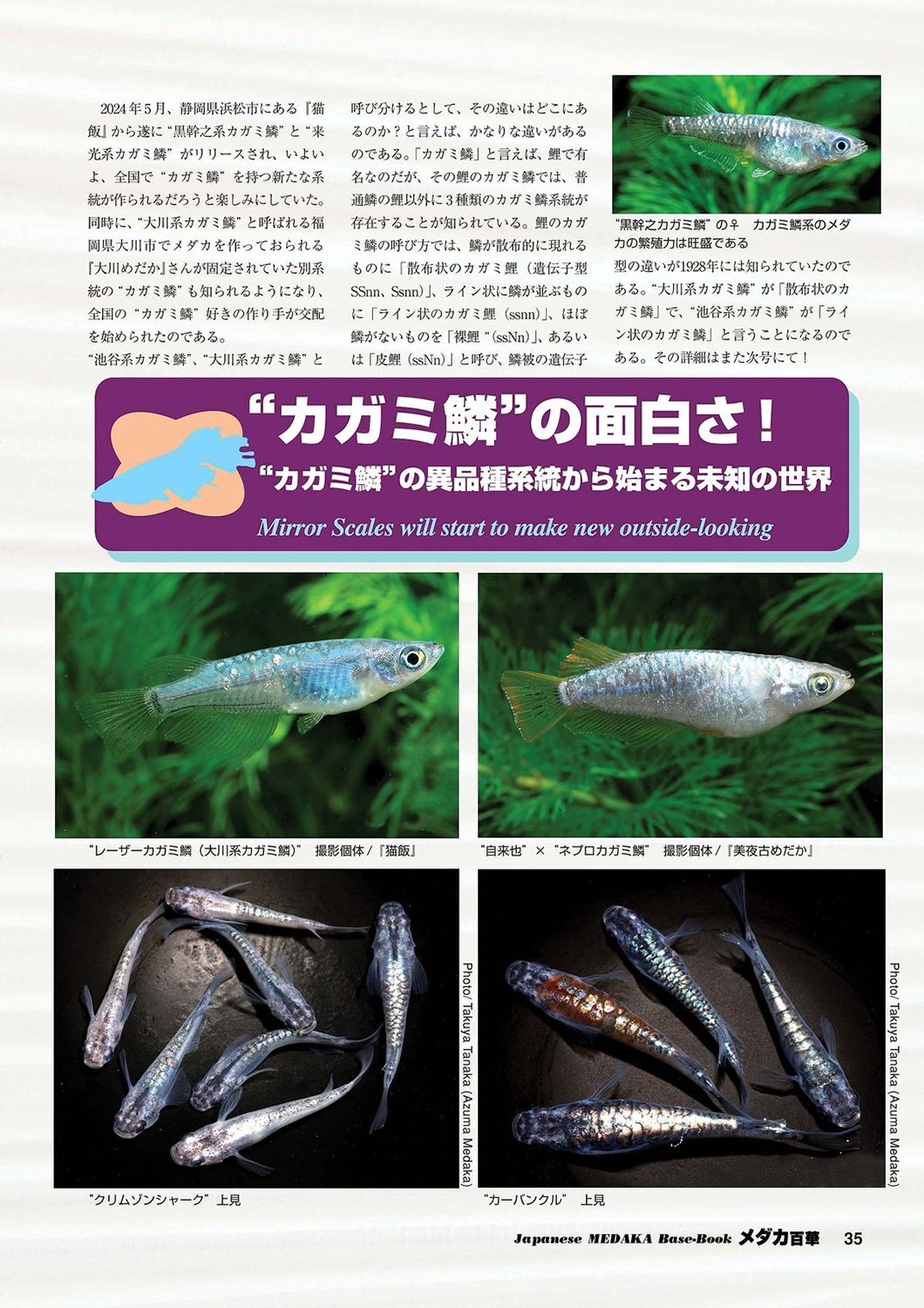 メダカ百華 Vol.20 - 桜めだか