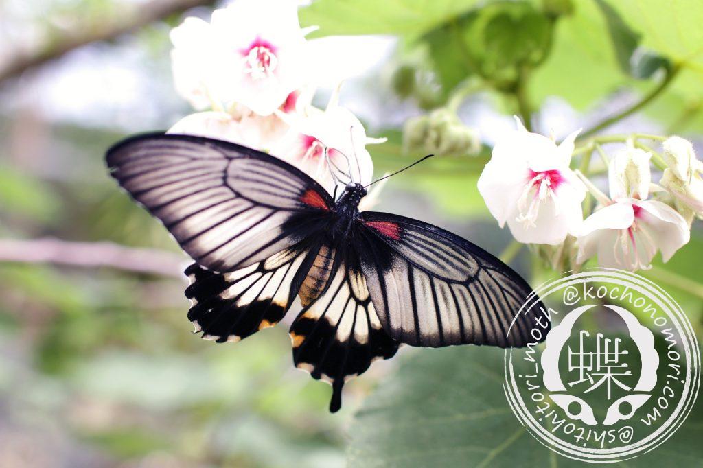 ナガサキアゲハ - 胡蝶の杜