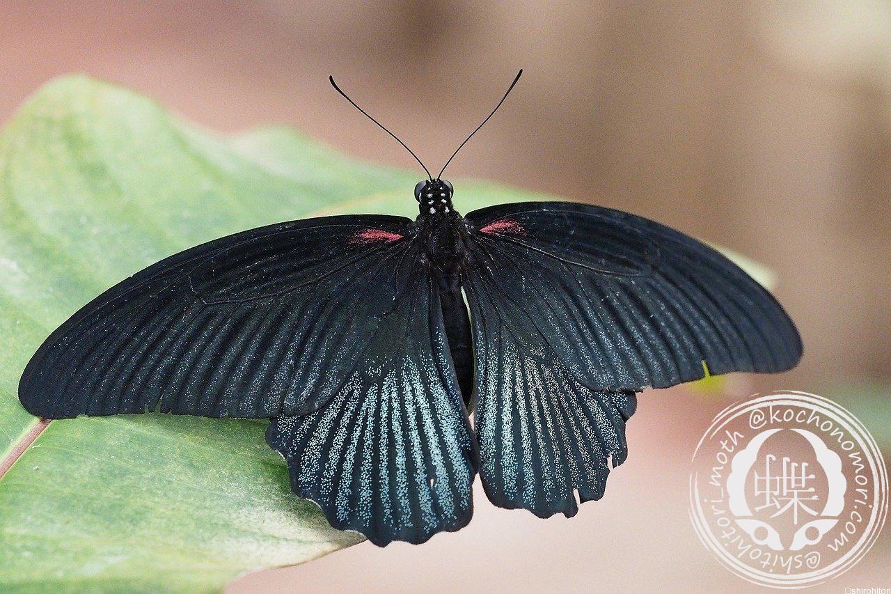 ナガサキアゲハ - 胡蝶の杜