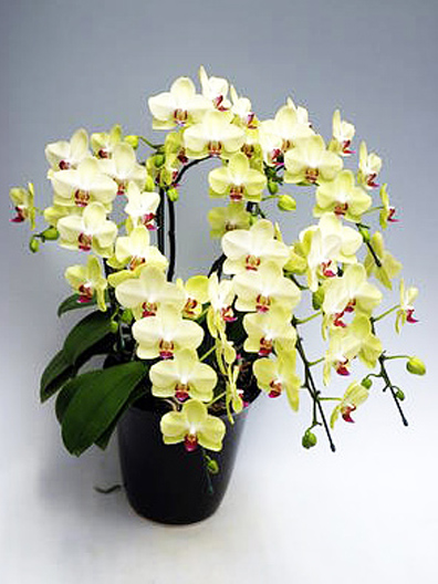 ミディ胡蝶蘭小輪ザルツマン 6本立｜胡蝶蘭通販のベイサイドフラワー