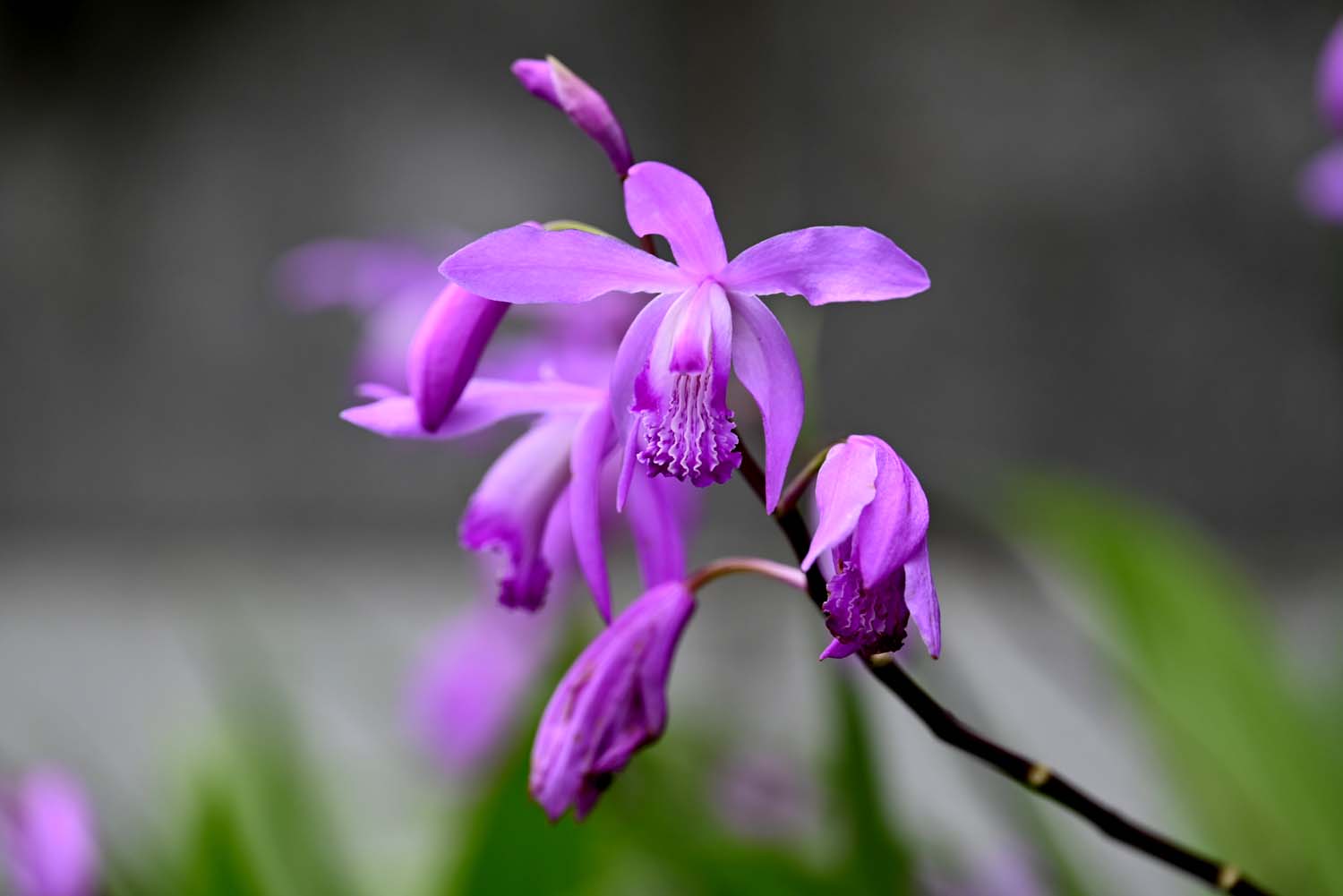 まろん通信Vol.2362 街なかの花々 シラン（紫蘭） | まろん通信