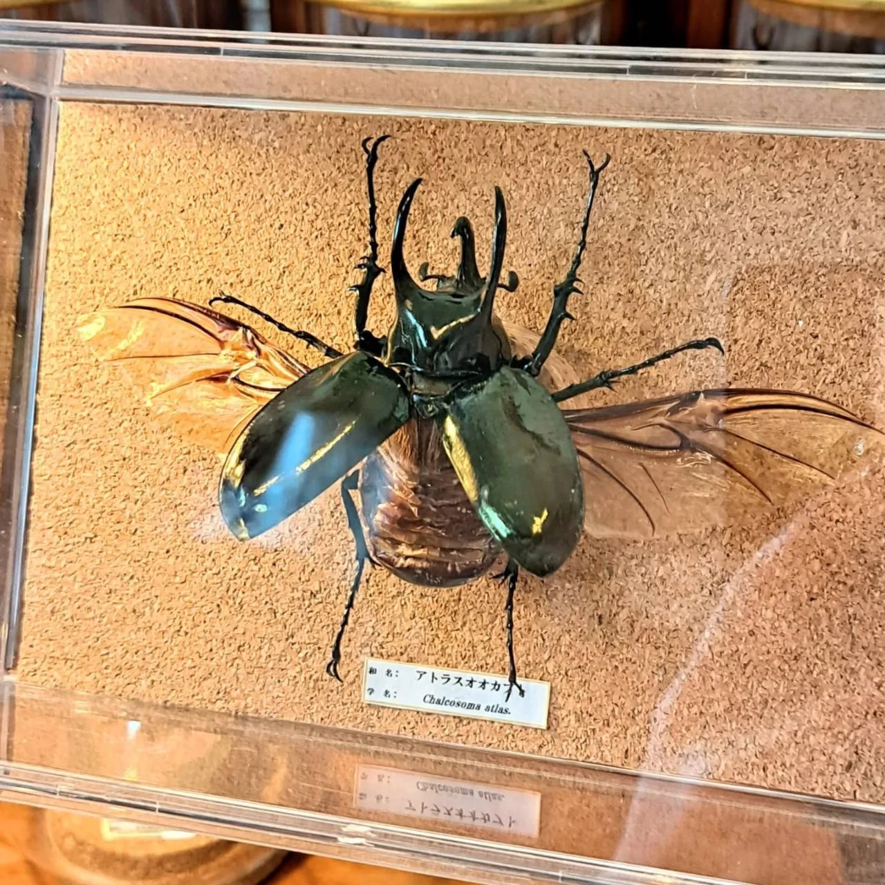コーカサスオオカブトの標本づくりにチャレンジしよう！苔丸インテリア