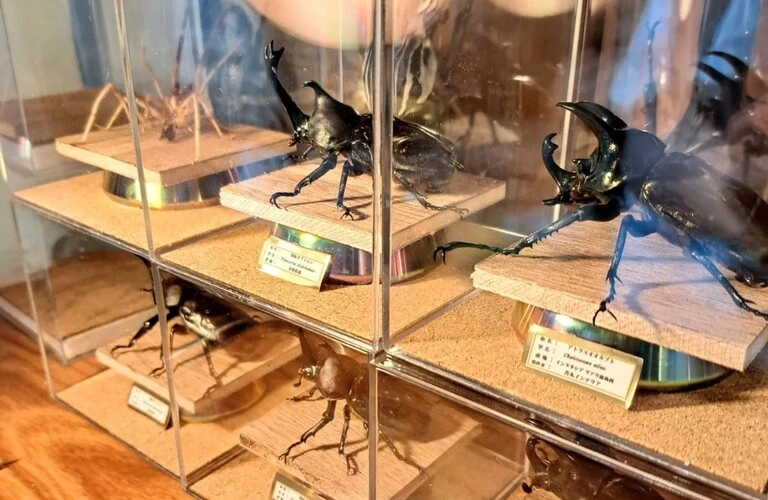 昆虫美をデザインする「インテリア標本」透明ケース・ガラスケース；苔