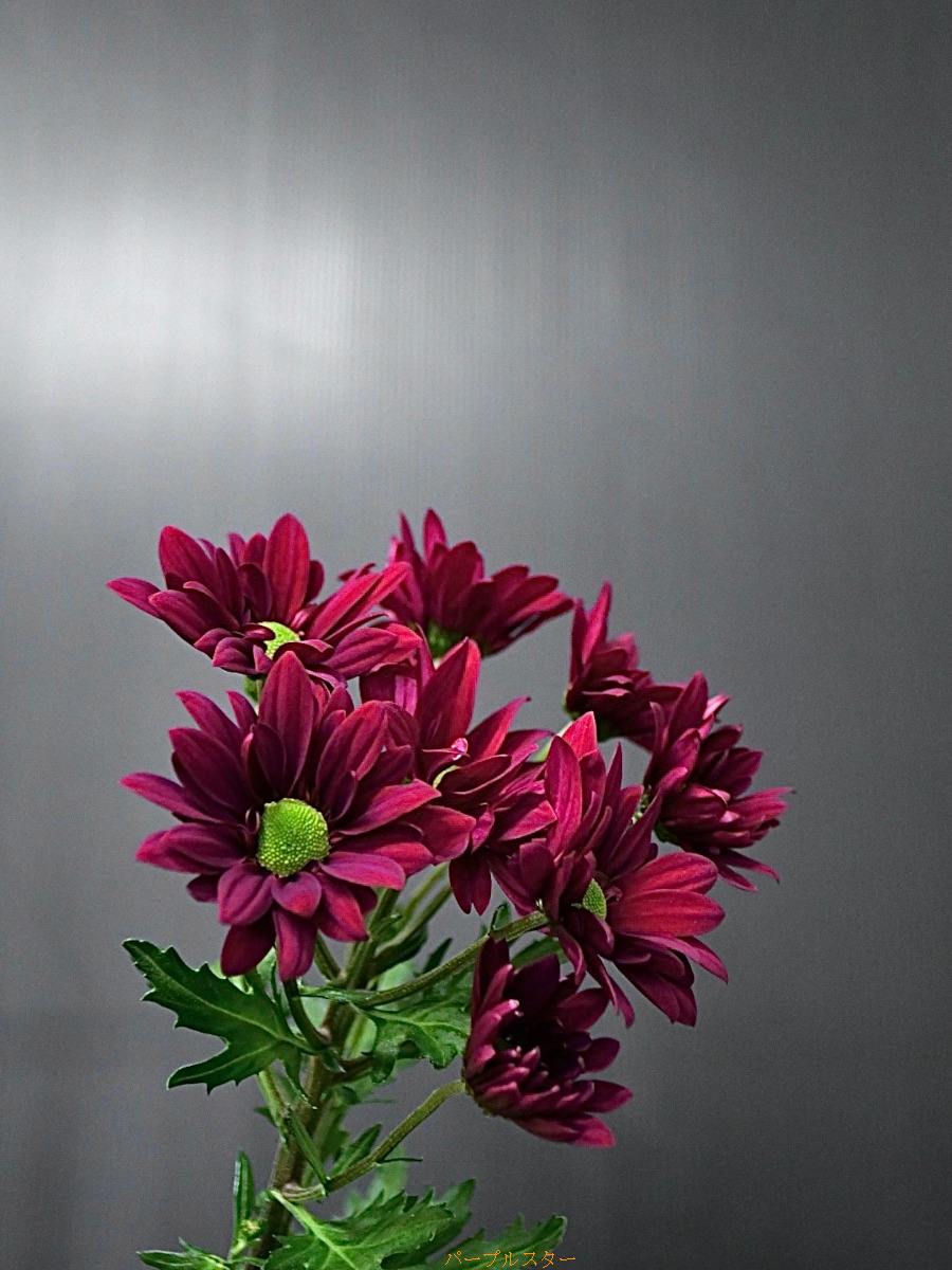 ヤマザキです ピンクの薔薇と紫の菊、オレンジのナスタスチウムの