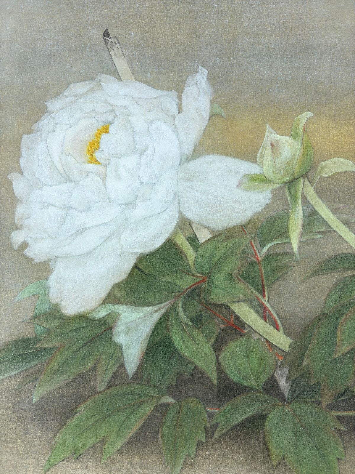 清晨（牡丹）｜新・古美術 高美堂（こうびどう）｜掛軸販売・通販